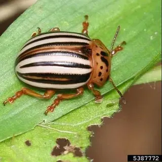 thumbnail for publication: Colorado Potato Beetle, Leptinotarsa decemlineata (Say), and False Potato Beetle, Leptinotarsa juncta (Germar) (Insecta: Coleoptera: Chrysomelidae)